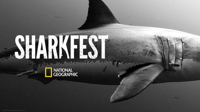 NG SharkFest 1920x1080